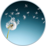 IT service BU Erp Solution di JM Consulting